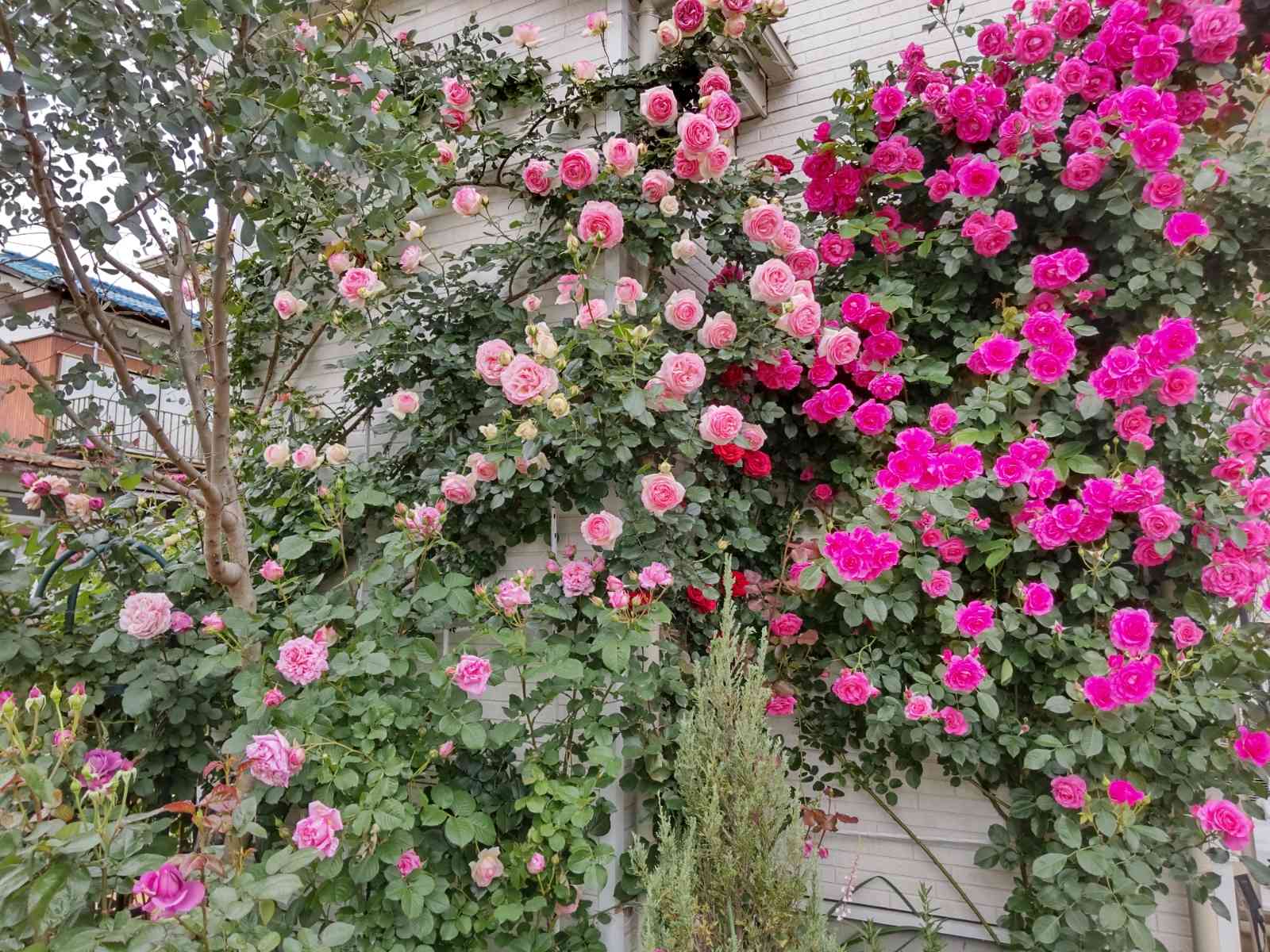 つる薔薇うらら挿木苗 確認用 バラいっぱいのお庭を作りたい！おすすめ