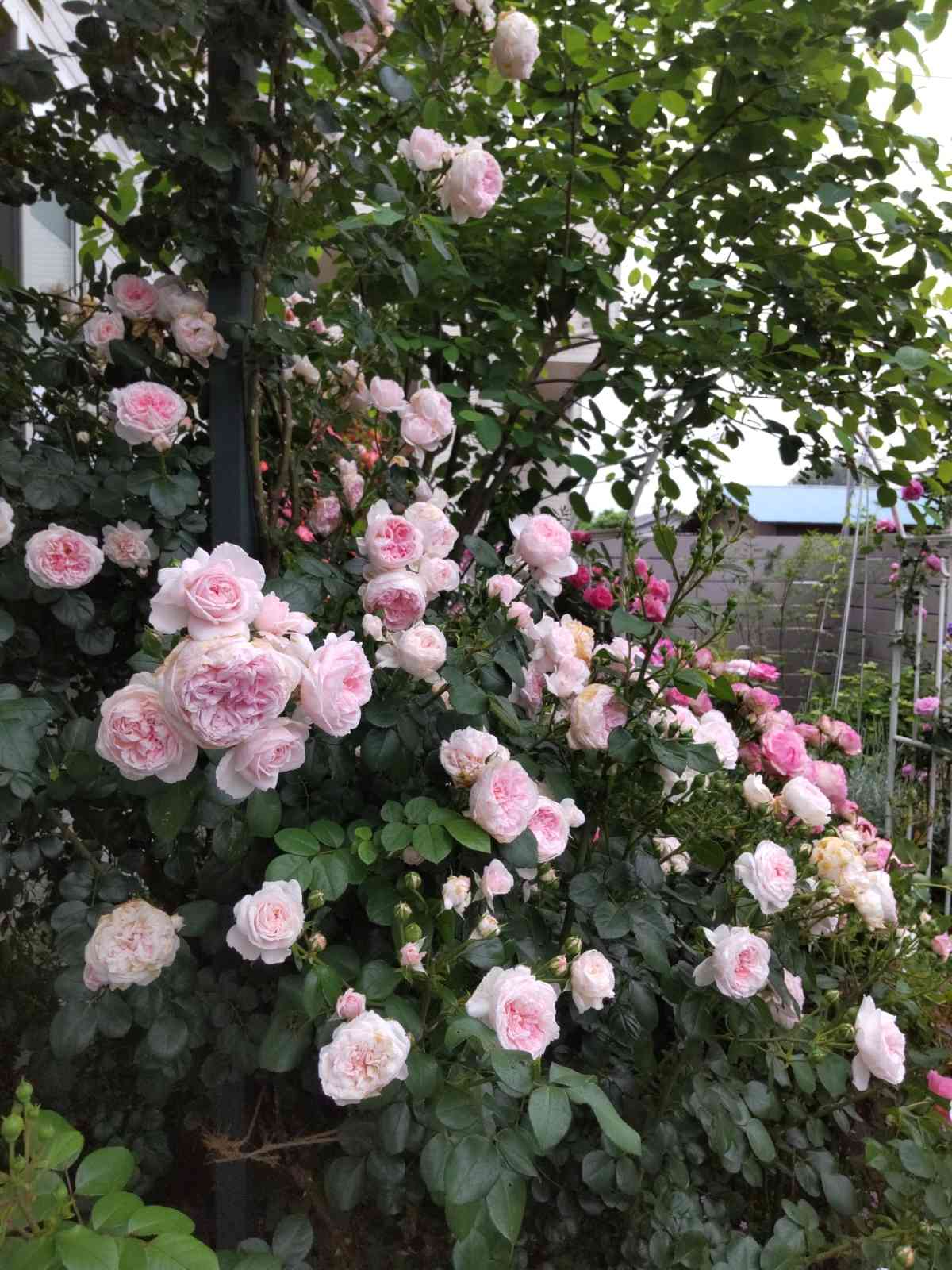 バラ”シンデレラ”の成長記録｜🍀GreenSnap（グリーンスナップ）