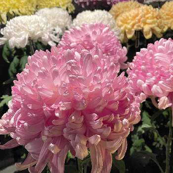 高貴な花の投稿画像一覧 Greensnap グリーンスナップ