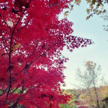 モリコロパークの画像 by ゆきんこさん | お出かけ先と紅葉と美しい♡とモリコロパークと紅葉大好き