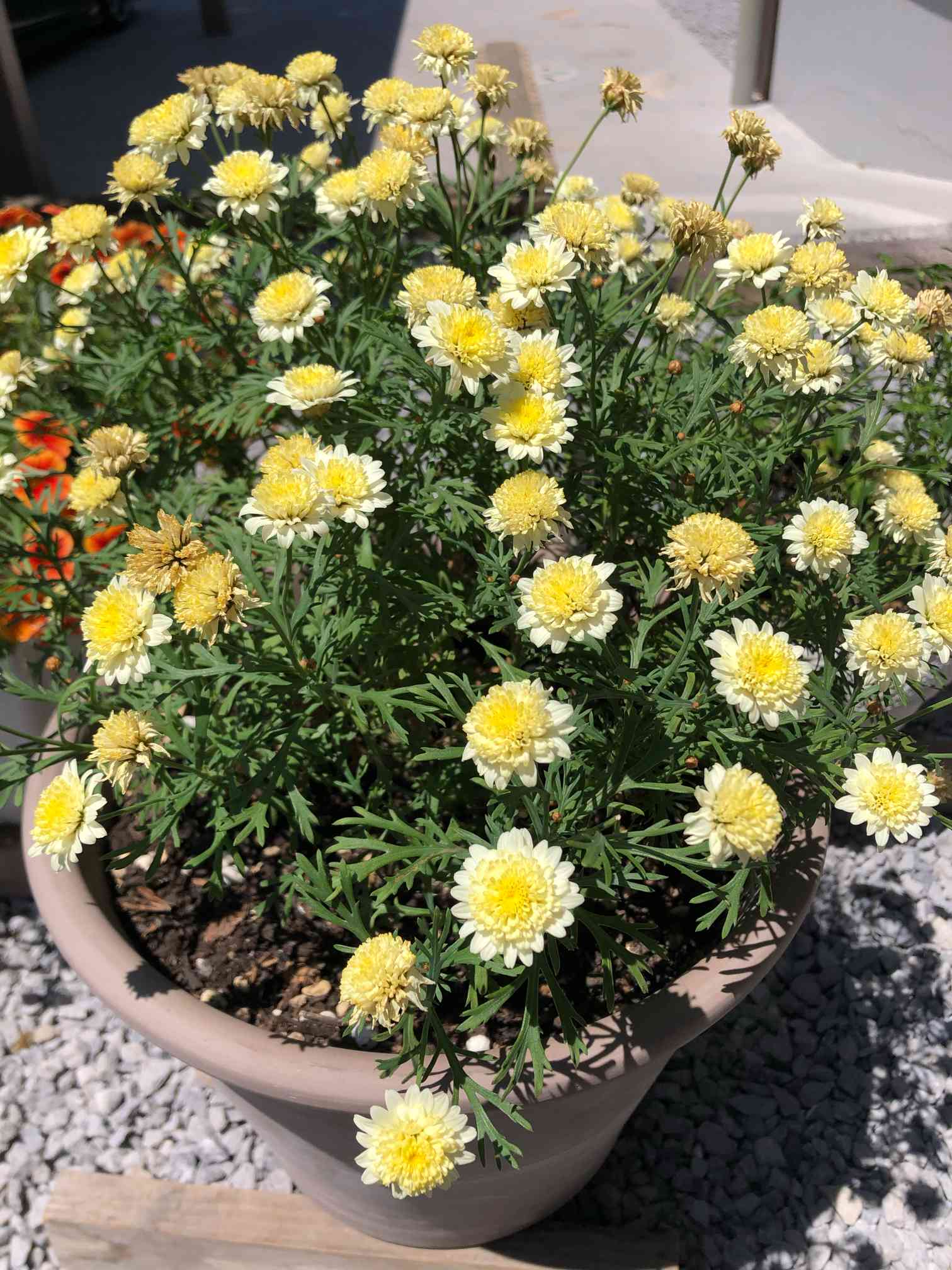 確認中マーガレットレッピン 抜き苗全部 札はつきません。f ❣️多肉