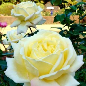 薔薇 ピースの画像 by *naomi*さん | 薔薇 ピースとピースと花と緑のある暮らしとばら バラ 薔薇と毎日ローズショーと日曜ビタミンカラー♪と幸せの黄色いお花と黄色いお花大好き協会とバラが好きと薔薇♪とバラ・ミニバラと日曜日はバラよ❤️