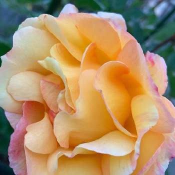 バラ ラパリジェンヌの画像 by ごんたさん | 小さな庭とバラ ラパリジェンヌとバラ初心者とばら バラ 薔薇と薔薇のある暮らし♡とおうち園芸と#花のある暮らしと薔薇が好き❤と薔薇♪