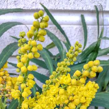 ヒイラギナンテン（ホソバ）の画像 by Hi〜さん | フェンスとヒイラギナンテン（ホソバ）といつもありがとう♡と日曜ビタミンカラー♪と幸せの黄色いお花とGSアダルトチームとチーム愛知と繋がりに感謝✨とホソバヒイラギナンテン♪