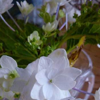 紫陽花 隅田の花火の画像 by かすみそうさん | 玄関と紫陽花 隅田の花火と花のあるくらしとおうち園芸と白いはなと花に魅せられてと可愛い〜♡とリフレッシュ♡と大切なはなといやし♪