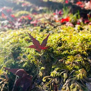 苔のある風景の画像 by コハクさん | お出かけ先と西脇市と紅葉（こうよう）と苔のある風景と早朝撮影と優しい気持ちともみじ紅葉