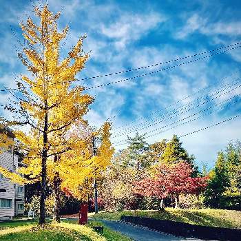 何気ない日常の画像 by 野原宗源さん | お出かけ先と日常の風景と旬のものと樹木と紅葉（こうよう）とそらと何気ない日常