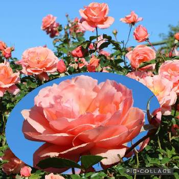 バラ アプリコットキャンディの投稿画像一覧 Greensnap グリーンスナップ