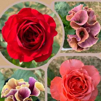 可愛いフリフリの画像 by アイスバーグさん | パンジー ローブドゥアントワネットとトロピカルレインとディープボルドーとパンジー　ドラキュラと私の癒し♡とお花を楽しむとばら バラ 薔薇とかわいい♡ときれいと薔薇のある暮らし♡と可愛いフリフリとGSに感謝。と嬉しい♡とバラに魅せられてと小さな幸せ♡とミニバラを楽しむと花のある暮らしとお花好きと楽しい時間