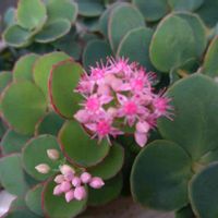 ミセバヤ,多肉植物の画像