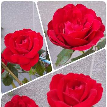 薔薇が好きの画像 by ともこさん | 小さな庭と☆クリムゾンスカイと薔薇♡と薔薇が好きとガーデニングと花のある暮らし