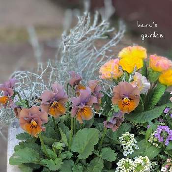 ROKA'S ビオラ 〜の画像 by はる♪さん | 小花会とパンジー・ビオラ2021とROKA'S ビオラ 〜とおうち園芸とプラチーナ。とガーデニングとリーフ好きﻌﻌ♥と花のある暮らしとカラフルアリッサムとはるビオラ　2021とフリンジ咲きモンシュシュと渋かわいい