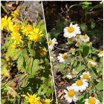 野菊の画像 by みさちゃんさん | 野菊とハイキングと渓谷と黄色のお花と白いお花と野山歩き