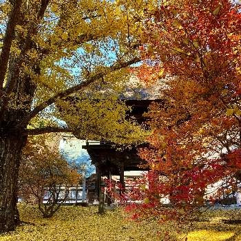 ドウダンツツジ紅葉の画像 by sankamiさん | お出かけ先とイチョウの黄葉とイチョウとドウダンツツジ紅葉とお寺の庭と紅葉（こうよう）