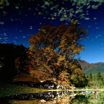 秋の日の画像 by hana♪さん | お出かけ先と イチョウの木と樹木と銀杏の木と里山散歩と秋の日と水面に映ると紅葉（こうよう）と大切な人に…と秋の深まり