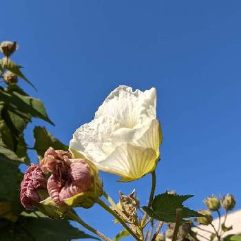 スイフヨウの花の画像 by もぐjuhさん | 広い庭とプランターとスイフヨウの花と花色と葉っぱとお顔がこんにちはとGoogle Pixel5と芙蓉の花♡と花いろいろと君も花が好きなのかと元気に育ててますよ