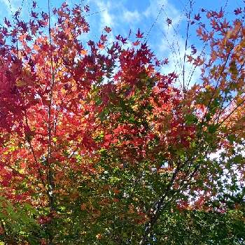 秋の日の画像 by 真理さん | 広い庭とカエデとモミジとカエデ属とビューティフル サンデーと秋の日と紅葉（こうよう）と秋の風景とムクロジ科ともみじ紅葉