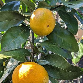 みかんの木の投稿画像一覧 Greensnap グリーンスナップ