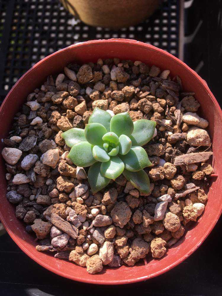 エケベリア風緑成長記｜🍀GreenSnap（グリーンスナップ）