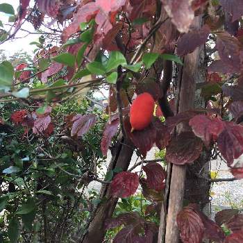 カラスウリの実✨の投稿画像一覧|🍀GreenSnap(グリーンスナップ)