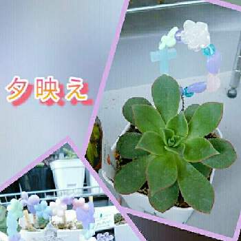 手作りガーデンピックの投稿画像一覧 Greensnap グリーンスナップ