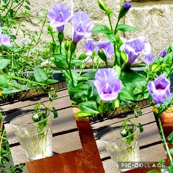 スーパートレニアの画像 by ❀La’❁❀さん | 小さな庭とスーパートレニア・カタリーナブルーリバーと植物のある暮らしと冬越しとお花大好き♡とトレニア♡とPWと手作りの庭と癒しと水挿しとGS映えとGS日和と植え替えと花を飾るとおうち園芸とスーパートレニアと青紫の花と花に癒されると花のある暮らしとかわいいと冬越し挑戦と花も多肉も好き