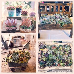 寄せ植え,多肉植物,たにく,花のある暮らし,iPhoneの画像