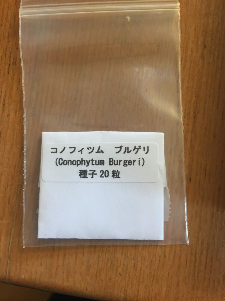 初めての実生 コノフィツム ブルゲリ 編 Greensnap グリーンスナップ