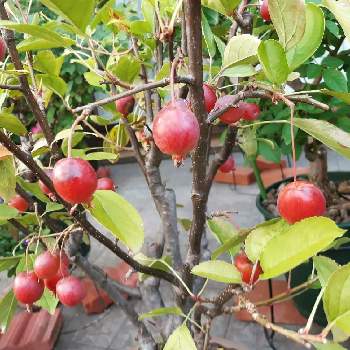 ハナカイドウの実の投稿画像一覧 Greensnap グリーンスナップ