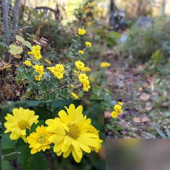 キク✽の画像 by 秋草さん | 広い庭とキクと黄色い花と日曜ビタミンカラー♪とキク✽と幸せの黄色いお花