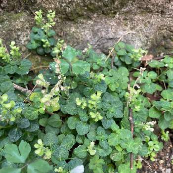 タツナミソウ 白の投稿画像一覧 Greensnap グリーンスナップ