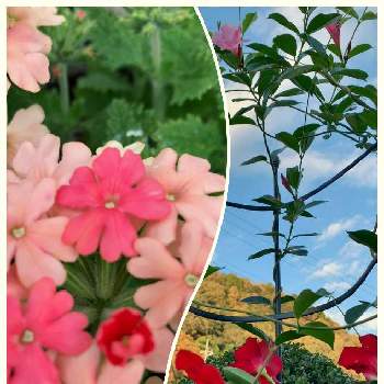 #PWの花の画像 by haruさん | 小さな庭とスーパーベナ ピーチメルバとサンパラソル、サンパラソルビューティとピンクの花とおうち園芸と#花のある暮らしと小さな幸せ♡と赤い花と花いろいろと可愛いと小さい花と#サントリーフラワーズと#PWの花