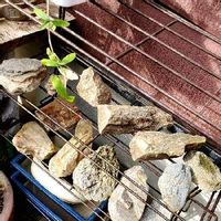 ライチ,石同好会,盆栽鉢,つる性植物,石の日の画像