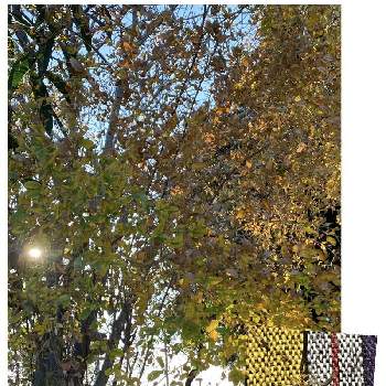 くっつき虫の投稿画像一覧 Greensnap グリーンスナップ