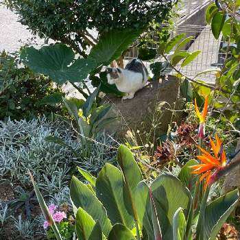 野良猫の画像 by トロピカルさん | 小さな庭とガザニア シルバーリーフとストレリチア・レギネとクワズイモと野良猫(♀)とストレリチア大好きと観葉植物と南国ガーデンと極楽鳥花と地植えと野良猫