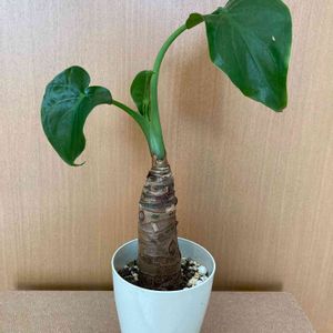 観葉植物,鉢植え,ダイソー産,100均観葉植物,葉っぱ好きの画像