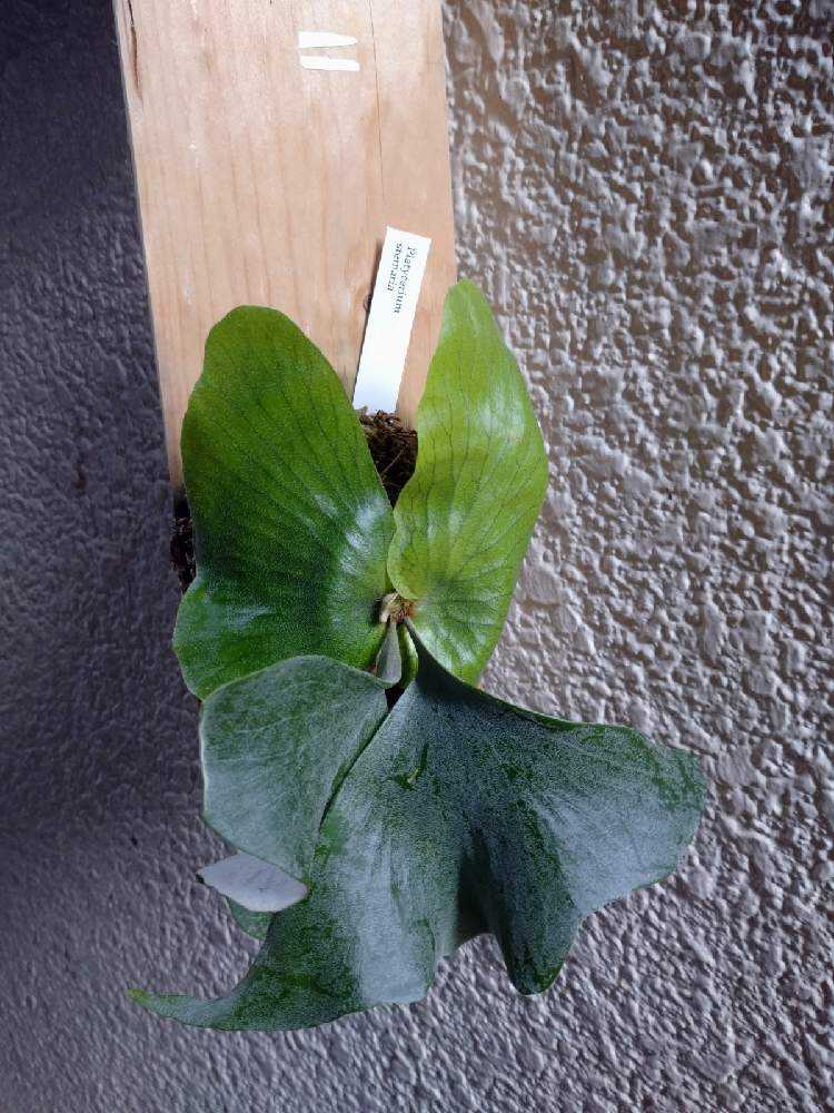 ステマリア 大株 ビカクシダ ビカクシダ ステマリア Platycerium ステマリア 大株 ビカクシダ ビカクシダ ステマリア Platycerium