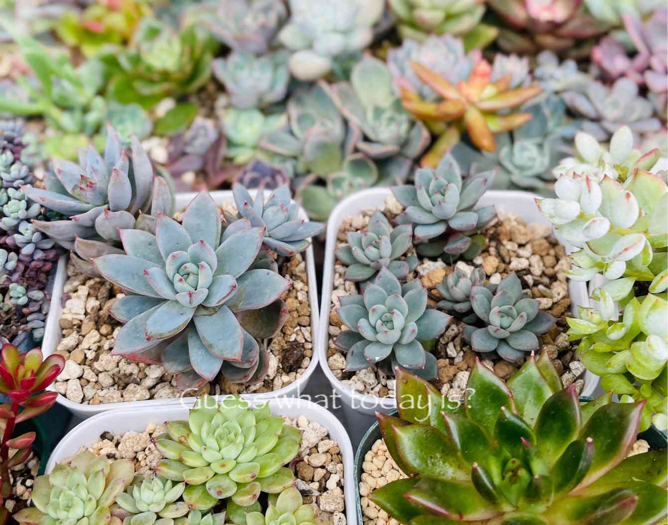 女美月☆の一覧｜🍀GreenSnap（グリーンスナップ）