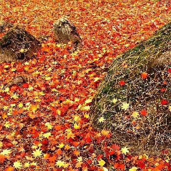大自然大好き仲間❣️の画像 by K2さん | お出かけ先とわりと好きシリーズ❣️と散りゆくモミジと大自然はいいなぁ〜❣️と紅葉（こうよう）と大自然大好き仲間❣️