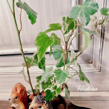 ハリネズミの置物の画像 by アィリィさん | 部屋と観葉植物と緑のある暮らしと斑入りアイビーとへデラ！と雑貨と成長記録と可愛いとハリネズミの置物とリスの置物