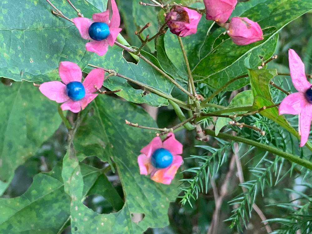 🔵臭木で草木染め｜🍀GreenSnap（グリーンスナップ）