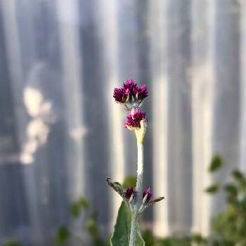 センニチコボウの画像 by しぶちゃんさん | 小さな庭とセンニチコボウとネコ好きと花のある暮らしと赤紫の花