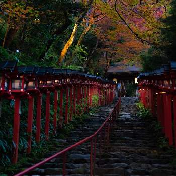 貴船神社の投稿画像一覧｜🍀GreenSnap（グリーンスナップ）