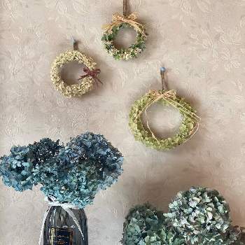 紫陽花 万華鏡の投稿画像一覧 Greensnap グリーンスナップ