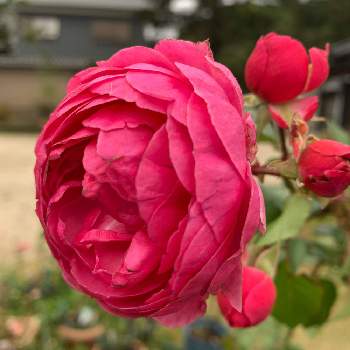 優しいの画像 by anne♪さん | 広い庭とホンポネッラ薔薇と庭の花と鉢でそだてると可愛い♥️と癒されると赤い花と優しい