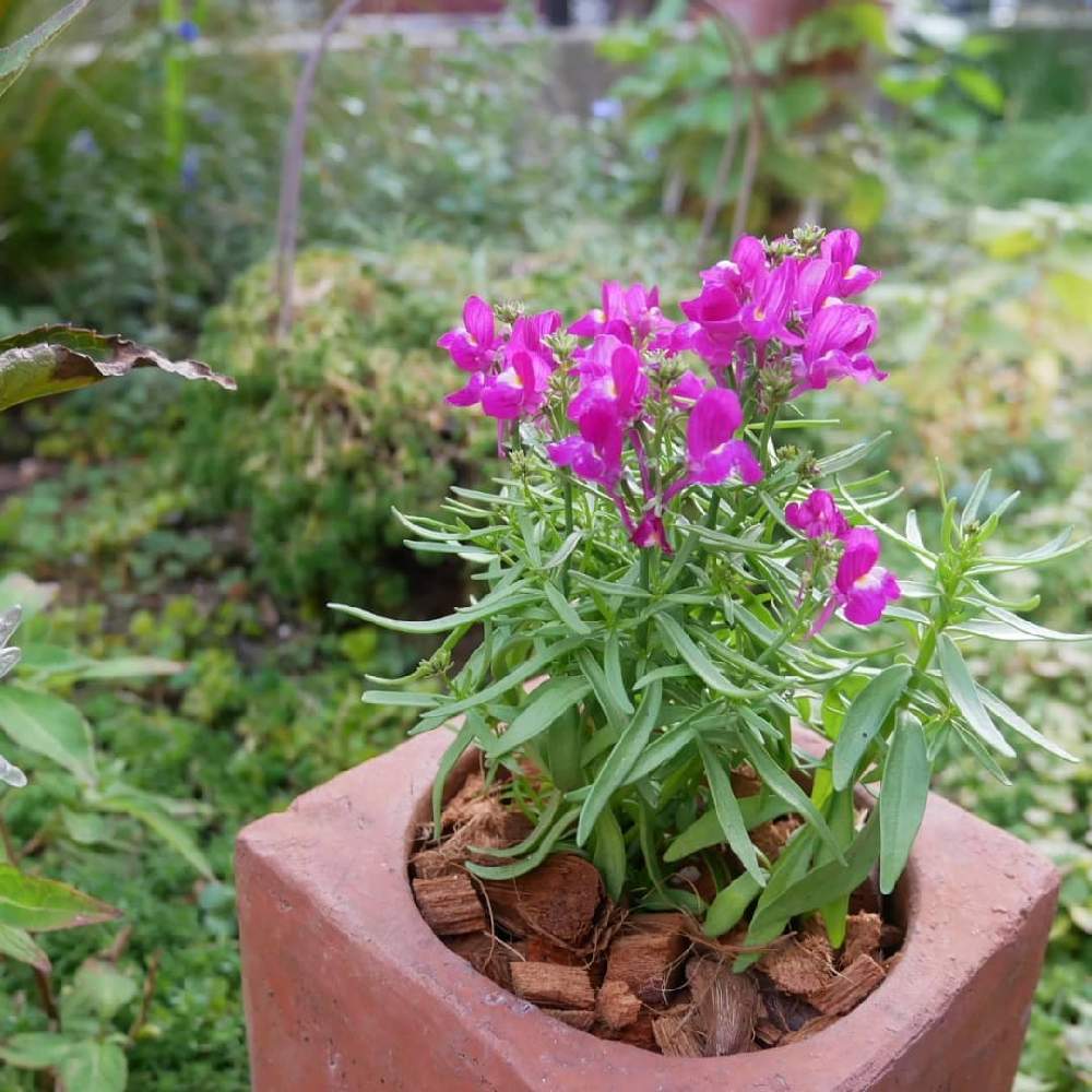 リナリア フィリアの投稿画像 By 花の首飾りさん 小さな庭とピンクの花とおうち時間と庭の花と寄せ植えと花のある生活とgs映えとおうち園芸と鉢植えと花のある暮らしとかわいいとはなのあるくらしとピンクの花とおうち時間と庭の花と寄せ植えと花のある生活とgs映えと