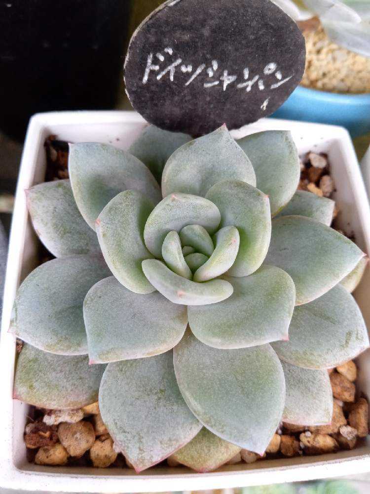 多肉屋さん厳選の多肉植物30品種を集めてみた🪴ドイツシャンパン編