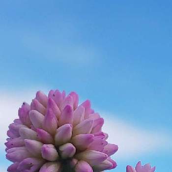 雲雲雲の画像 by ❦THE HERMIT❦さん | お出かけ先とヒメツルソバとポリゴナム（ヒメツルソバ）と光輝く花とマクロマニアと刹那さとホワイトと癒されと薄桃色と元気❗❗と小さい花々とピンクと本来の色と秘密のpicと大好きな花とシルエット❤︎とヒカリと風の中と雲雲雲