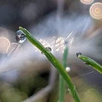 エノコログサ,スギナ,我が庭の野草たち,雫・雨粒✽,エノコログサ✽の画像