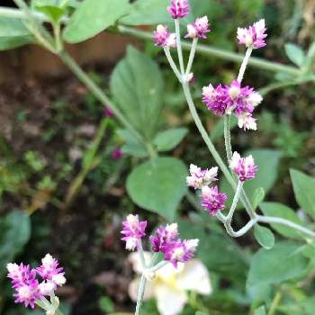 アルテルナンテラ アルテミスの投稿画像一覧 Greensnap グリーンスナップ